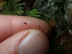 Hypopterygium didictyon