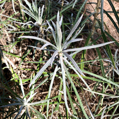 Carlina xeranthemoides image