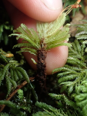 Hypopterygium didictyon