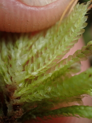 Hypopterygium didictyon