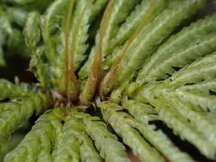 Hypopterygium didictyon