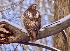 Buteo jamaicensis