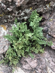 Myriopteris wrightii