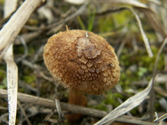 Inocybe impexa