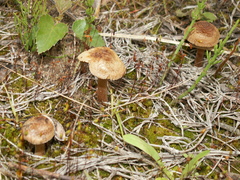 Inocybe impexa