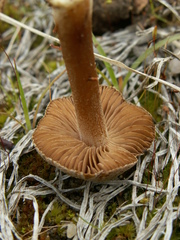 Inocybe impexa