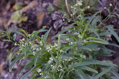 Heliotropium messerschmidioides