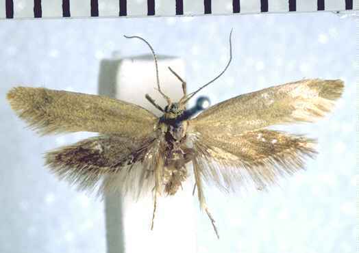 Tingena paula