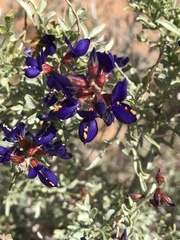 Psorothamnus arborescens