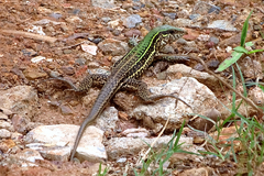 Ameiva
