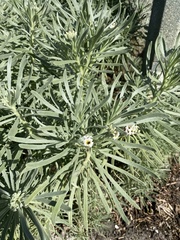 Tournefortia gnaphalodes