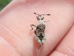 Merocoris curtatus