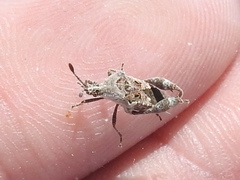 Merocoris curtatus