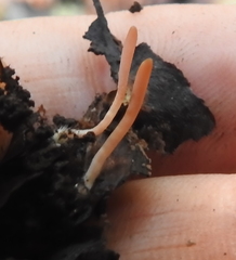 Clavaria rosea