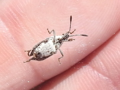 Merocoris curtatus