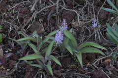 Scilla latifolia