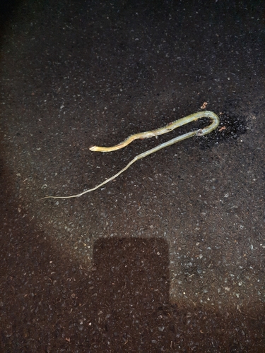 Common Tree Snake sighting