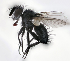 Ligeria angusticornis