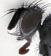 Ligeria angusticornis
