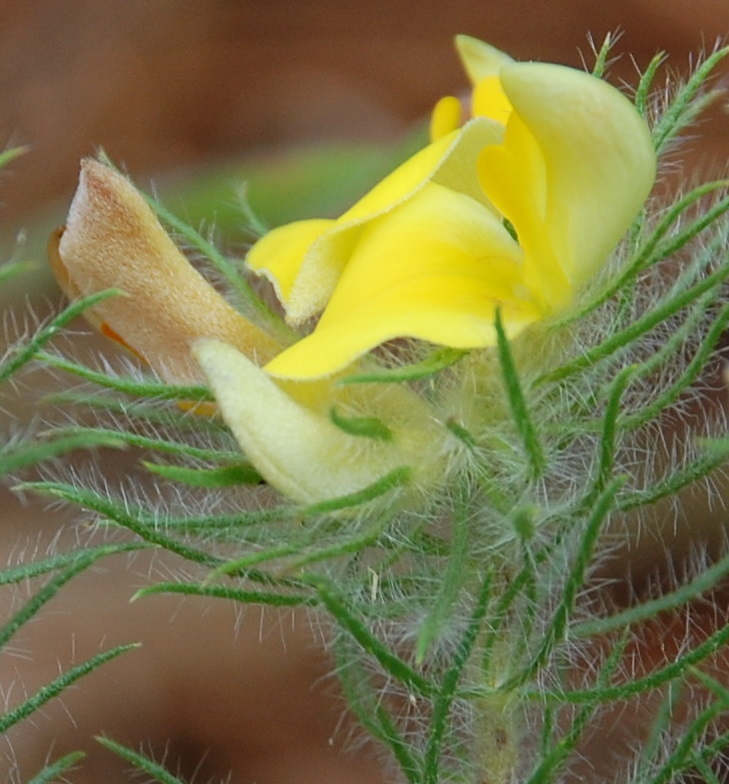 Aspalathus confusa