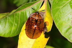 Chelymorpha inflata