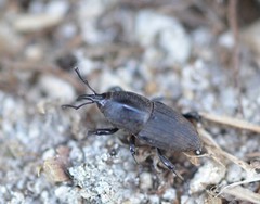 Sphenophorus necydaloides