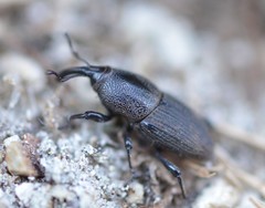Sphenophorus necydaloides