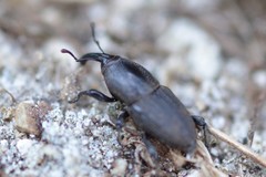 Sphenophorus necydaloides
