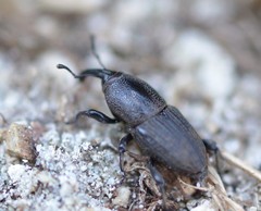 Sphenophorus necydaloides