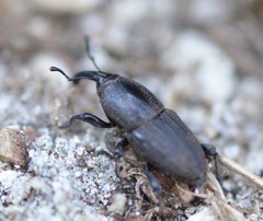 Sphenophorus necydaloides