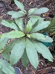 Clermontia parviflora