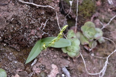 Habenaria tridactylites