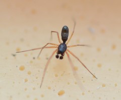 Coleosoma acutiventer