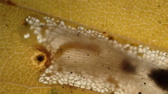 Phyllonorycter joannisi
