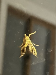 Lineodes elcodes