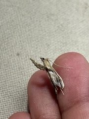 Lineodes elcodes