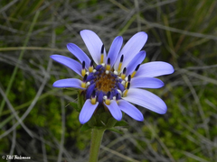 Perezia pedicularidifolia