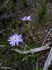 Perezia pedicularidifolia