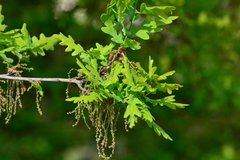 Quercus robur