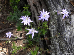 Calorezia prenanthoides