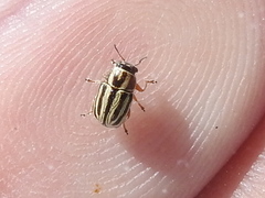 Pachybrachis dubiosus