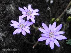 Calorezia prenanthoides