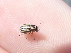 Pachybrachis dubiosus