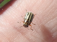 Pachybrachis dubiosus