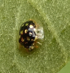 Plagiometriona microcera