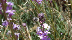 Anthophora alluaudi