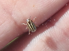 Pachybrachis dubiosus