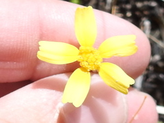 Tetraneuris linearifolia