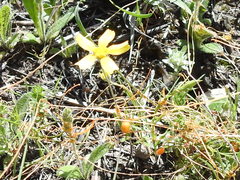 Tetraneuris linearifolia