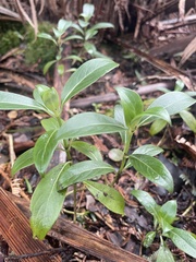 Coprosma ochracea